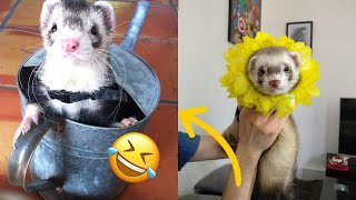 Ferrets of Tiktok [Compilation]  Funny Ferrets videos  Funny ferret Fails  funny videos 2020