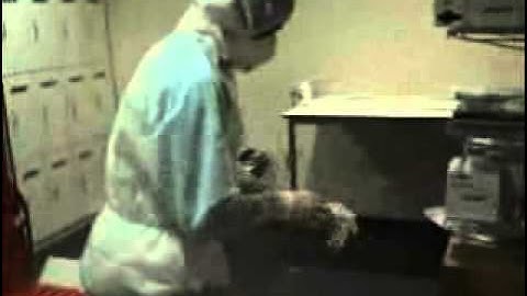 The Embryonic Stem Cell and Human Cloning Controversy