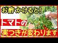 お酢をかけるだけ!トマトが驚くほど元気に育つ最強の3つの効果~尻腐れ対策~【初心者・家庭菜園】