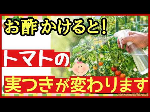 お酢をかけるだけ！トマトが驚くほど元気に育つ最強の３つの効果～尻腐れ対策～【初心者・家庭菜園】