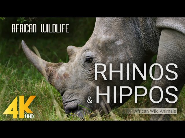 4K African Wildlife - RHINOS u0026 HIPPOS - African Wild Animals 2 HOUR class=