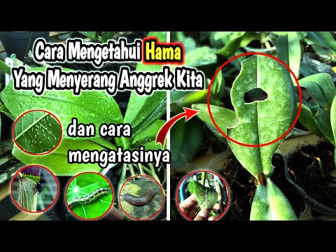 Video: Penerangan mengenai zon erogen lelaki Taurus