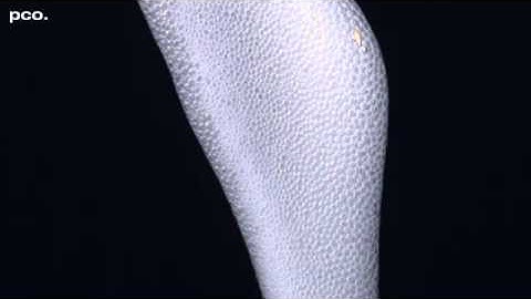 PCO High-speed Mystery #4