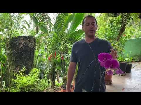 Vídeo: Flor Branca Em Orquídeas (10 Fotos): O Que Fazer Se O Oídio Aparecer Na Orquídea? Como Tratar? Como Se Livrar Da Placa Com Remédios Caseiros?