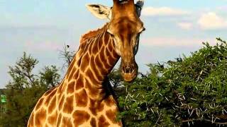 Giraffe Grazing at Timbavati Nature Reserve.AVI