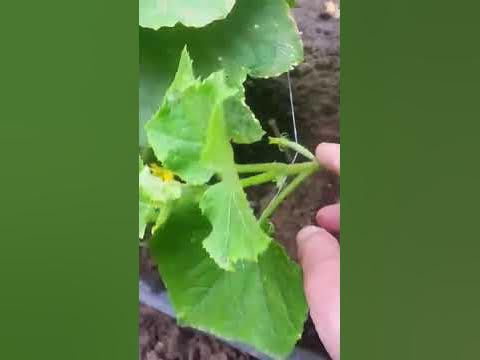 Колтуци на Краставици Гергана. - YouTube