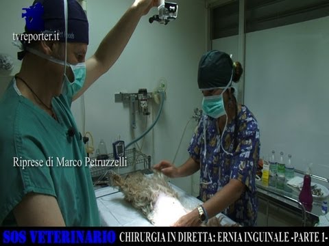 SOS VETERINARIO: CHIRURGIA IN DIRETTA, L&rsquo; ERNIA INGUINALE  -PARTE 1-