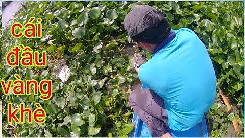 Thả Câu Thác Lác Cờm Sông Bạc Liêu Lần Thứ Hai/Định Nguyễn Hậu Giang