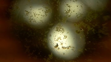 Rotifer under the Raspberry Pi microscope