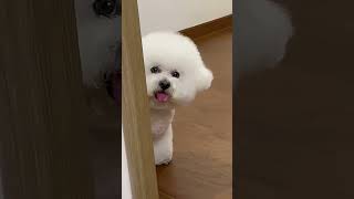 Adorable Little Bichon Frise Wants to Sleep in My Bedroom, So Polite! What Should I Do?