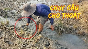 Nhịp Sống Miền Tây | Đi đào bờ mẫu bắt chuột, trúng ngay bầy chuột khủng.. (Phần cuối)