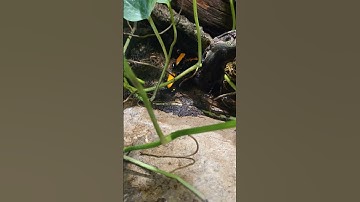 Dart Frog Disappearance #dartfrog #amphibian #wildlife