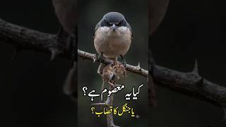 Jangal Ka Masoom Qassaab! Shrike bird 🐦🔥