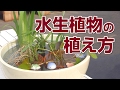 【山新】水生植物の植え方　how to plant aquatic plants