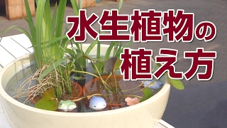 【山新】水生植物の植え方　how to plant aquatic plants