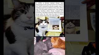 In 2005, a kitten named Oscar was adopted by a US nursing home as a therapy cat.