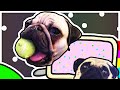 NYAN PUGS!! | Drawing Your Comments