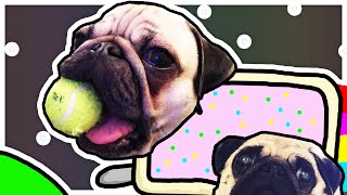 NYAN PUGS!! | Drawing Your Comments