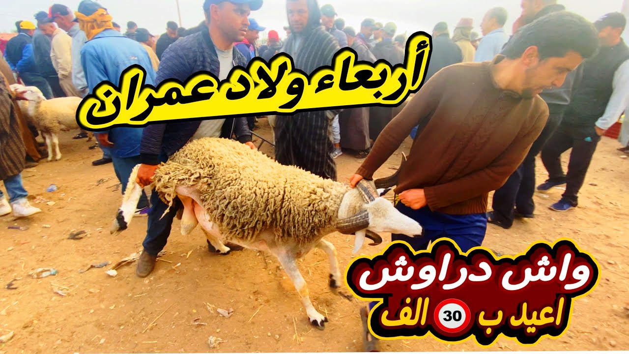 ليوم من سوق الاربعاء ولاد عمران اقليم دكالة ها فين واصل ثمن حولي عيد الاضحى ب31مايو 2023