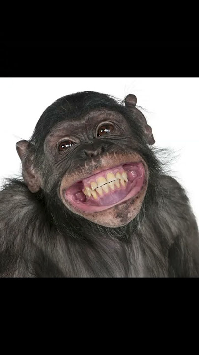 elingo moso tuomu..