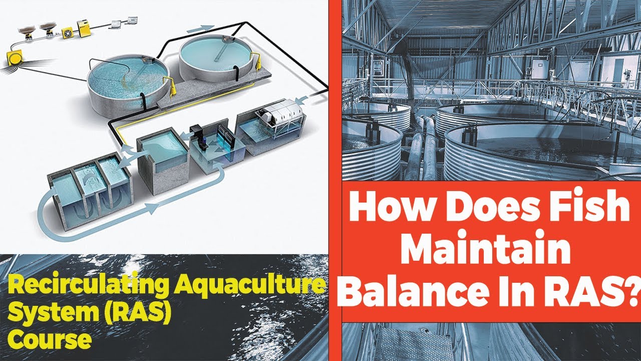 How Does Fish Maintain Balance in RAS - Part-Of-RAS-Course - YouTube