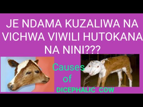 Video: Jinsi Ya Kuweka Vichwa Na Vichwa
