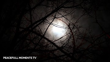 Forest Full Moon Night Sounds Wolf Owl Crickets Nature Ambience Sleep ASMR Meditation Healing