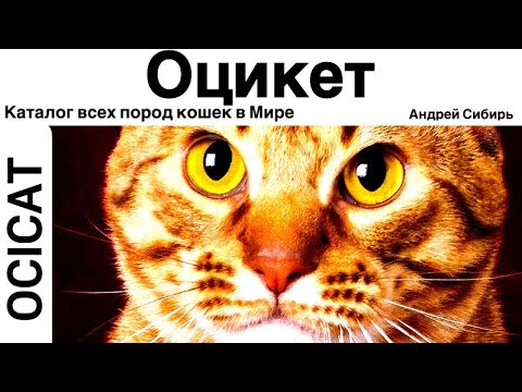 ОЦИКЕТ.ВСЕ ПОРОДЫ КОШЕК МИРА. OCICAT.