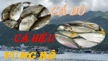 Câu Cá Biển - Dô Bầy Cá Hiếu - Câu Cá Dò | Chuyến Câu Đầy Hấp Dẫn - Cảng Vũng Rô Phú Yên