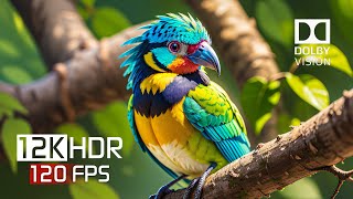 Dramatic Colorfully Dynamic Dolby Vision - 12K Hdr 120Fsp Video