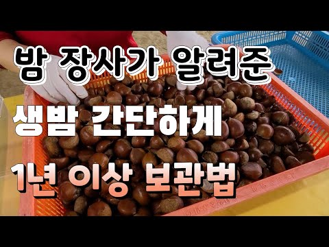 생밤 1년 보관해도 벌레 안먹게 간단하고 쉬운 보관방법