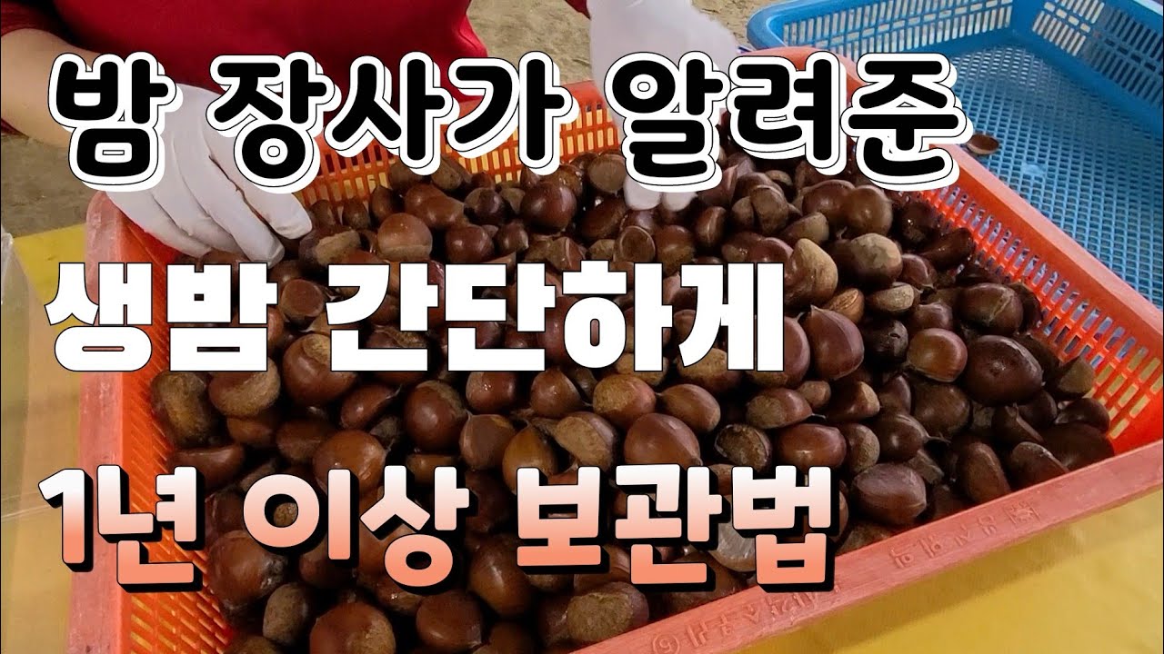 생밤 1년 보관해도 벌레 안먹게 간단하고 쉬운 보관방법