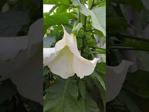 Video: Angel trobente - Brugmansia: opis, značilnosti gojenja