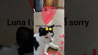 Download Lagu sorry I dea MP3