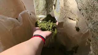 Tea Separation by Decanter Centrifuge | Solid-Liquid Separation Solution