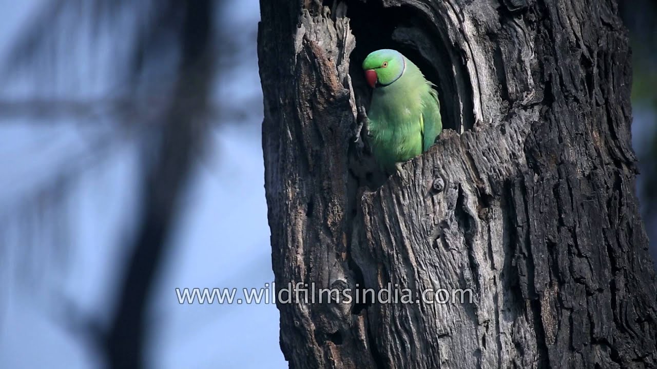 Parakeet Rose-Ringed (Psittacula krameri) female at nest - India - World  Bird Photos