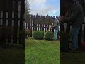 trimming some bushes.#viralvideo #shortsfeed #trimming #shortvideo #lawncare #grind #timelapse
