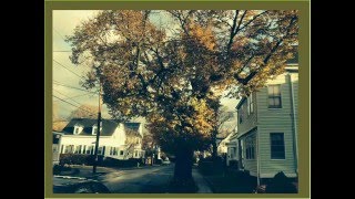Tree Pollen and Public Health in New York City: will another million trees help?