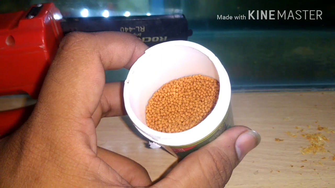 Molly Fish Fast Growth Food At guru Fish Point 9058145828 YouTube