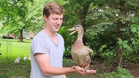 How To Pick Up A Duck