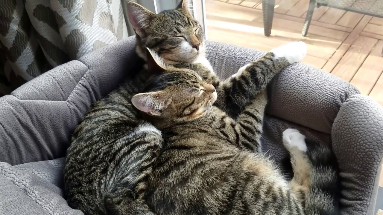 Brother and Sister Kitty Cats Sleeping Peacefully Together YouTube