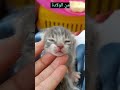 متى تفتح القطط الصغيرة عينيها
