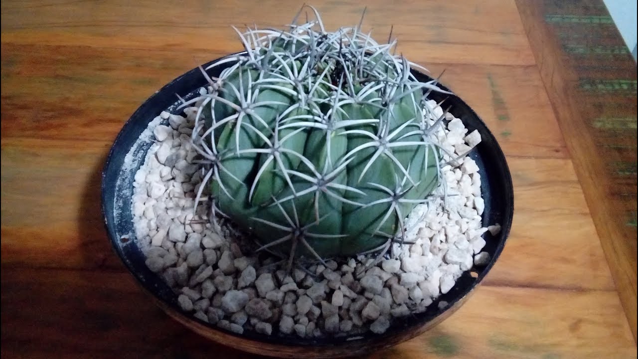 Plantando meu cacto coroa - de - frade ( Melocactus) - thptnganamst.edu.vn