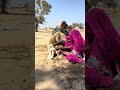 انظر هل يوجد إبريق جمل خلف الجمل أم أنه مجرد هذا انظر كيف ينمو والفتيات يصبن الماء عليه ويدفعنه