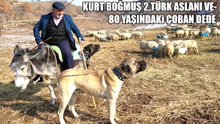 KURT BOĞMUŞ 2 TÜRK ASLANI VE 80 YAŞINDAKİ ÇOBAN DEDE !! ( TÜRKİYE'NİN EN YAŞLI ÇOBANI ASIM DEDE ! )