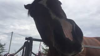 Eventing Equestriad 2019 Ccn 1