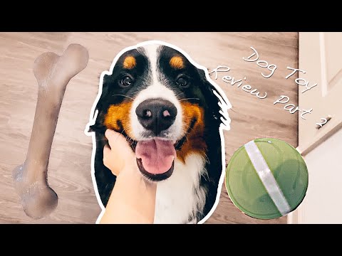 bernese-mountain-dog-reviews-dog-toys-|-part-2.-*asmr*