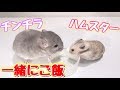 ハムスターとチンチラが仲良く食事をする姿がマジでかわいい!