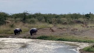 Hippos Leave Their Waterhole To Find A Lion Pride Waiting For Them