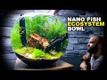 Nano Fish Ecosystem Bowl: AMAZING NO WATER CHANGE &amp; No Filter Aquarium (Aquascape Tutorial)